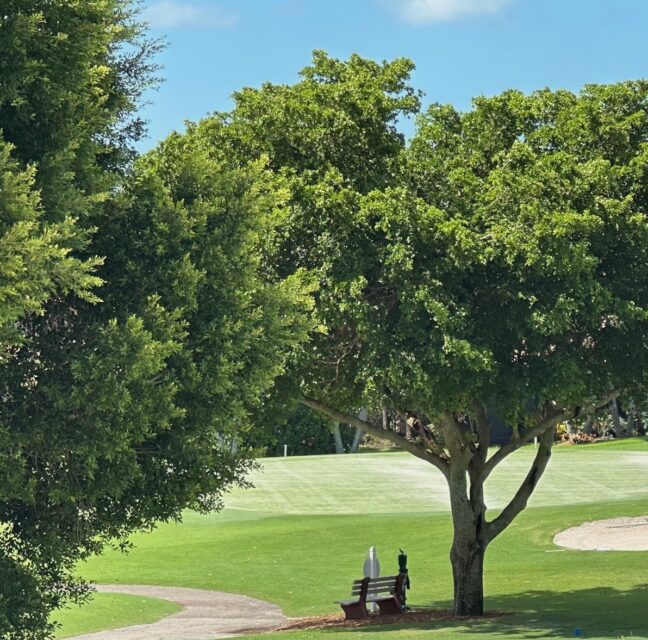 Bench under a shade tree beside a manicured green on The Landings golf course