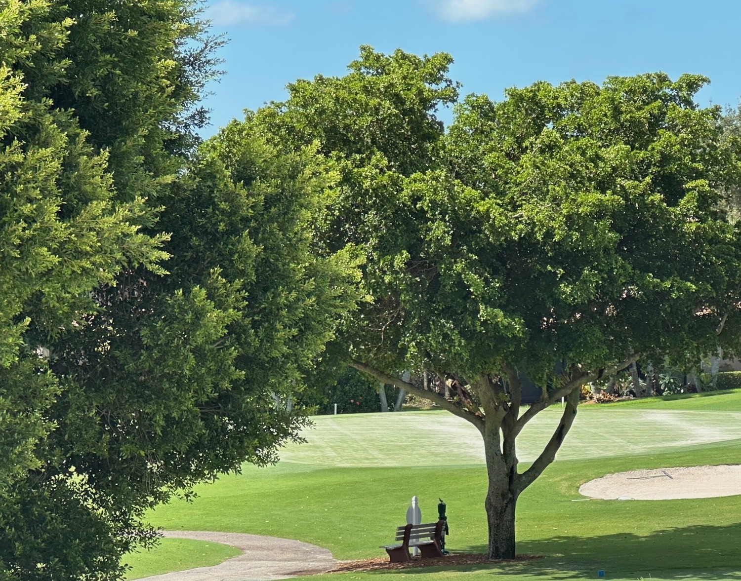 Bench under a shade tree beside a manicured green on The Landings golf course